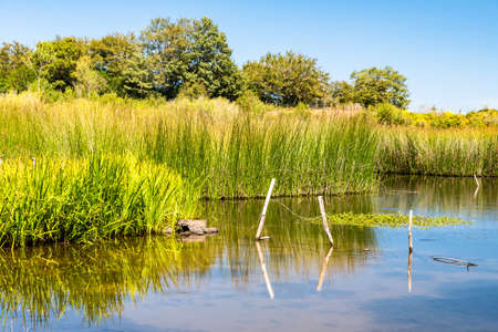 View of Biviere lake on a sunny summer day, Nebrodi National Park, Sicily, Italyの写真素材