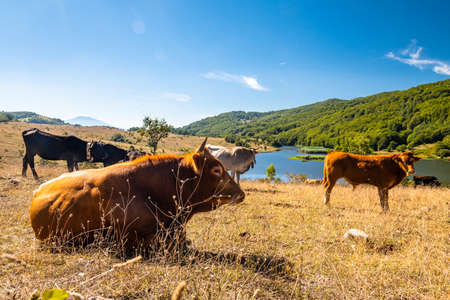View of Biviere lake and grazing cows, Nebrodi National Park, Sicily, Italyの写真素材
