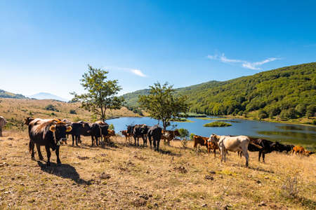 View of Biviere lake and grazing cows, Nebrodi National Park, Sicily, Italyの写真素材