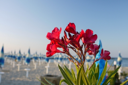 Beautiful Flower - Savignano Mare, Italyの写真素材