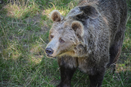 brown bearの写真素材