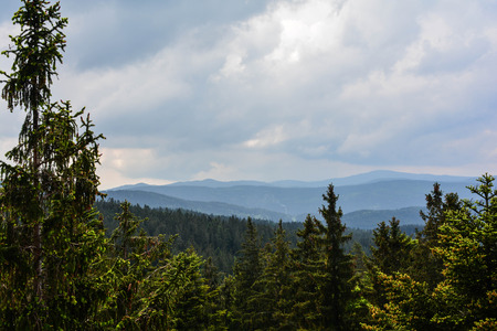 Green Czech Forrestの写真素材
