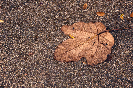 Top view of fallen leaf on rocky ground. Copy spaceの写真素材
