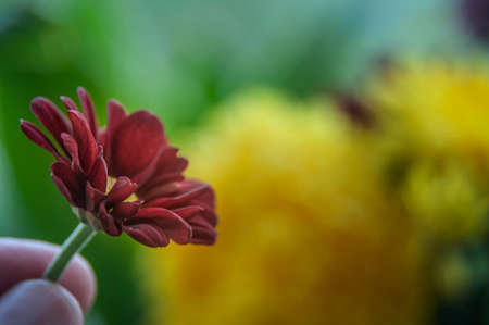 Hand holding dark red flower with blurred garden background.の写真素材