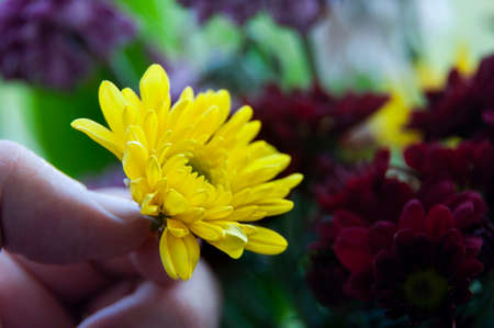 Hand holding yellow flower with blurred garden background.の写真素材