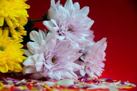Beautiful white and yellow color flowers and petals on red background. Copy space.の写真素材