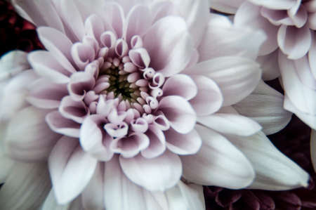 Close up of beautiful white flowers. Copy space.の写真素材