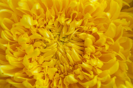 Close up of yellow flower, top viewの写真素材