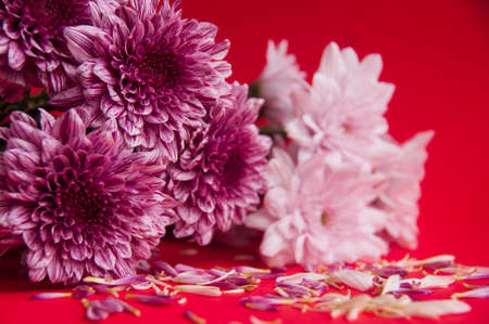 Beautiful dahlia flower and petals on red background. Copy space.