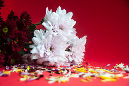 Beautiful white and red flowers with petals on red background. Copy space.の写真素材