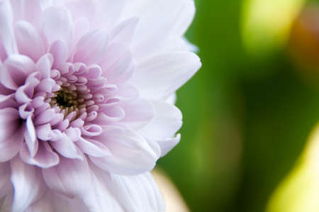Close up of white dahlia flower with blurred nature background. Copy spaceの写真素材