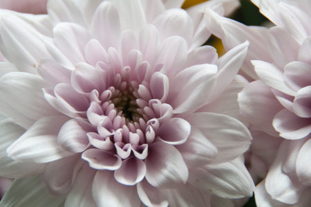 Close up of white dahlia flower. Copy spaceの写真素材