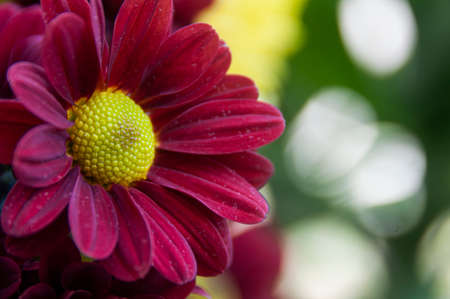 Close up of Aster flower with blurred nature background. Copy spaceの写真素材
