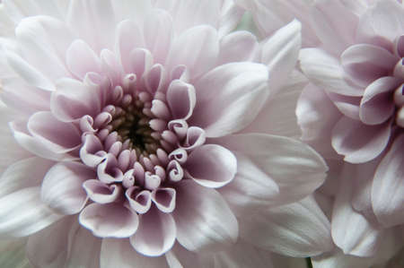 Close up of white dahlia flower. Copy spaceの写真素材