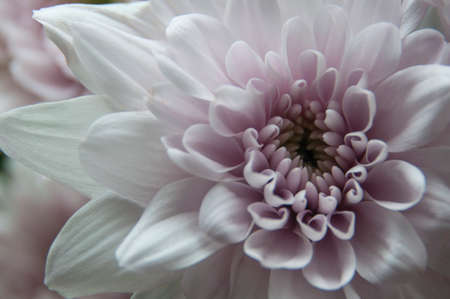 Close up of white dahlia flower. Copy spaceの写真素材