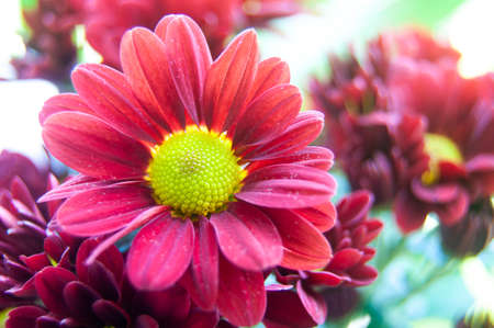 Close up of aster flower with blurred nature background. Copy spaceの写真素材
