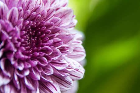 Close up of dahlia flower with blurred nature background. Copy spaceの写真素材