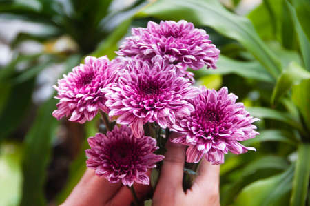 Hand holding dahlia flowers with blurred park background. Copy space.の写真素材