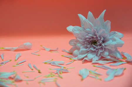 White flower petals on light pink color background. Valentine's, celebration and Mother's Day concept. Copy spaceの写真素材