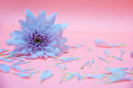 White flower petals on light pink color background. Valentine's, celebration and Mother's Day concept. Copy spaceの写真素材