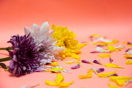 Flower petals on light orange color background. Valentine's, celebration and Mother's Day concept. Copy spaceの写真素材