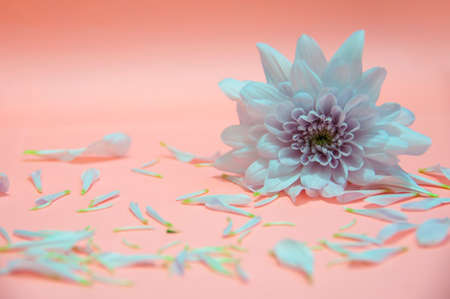 White flower petals on light pink color background. Valentine's, celebration and Mother's Day concept. Copy spaceの写真素材