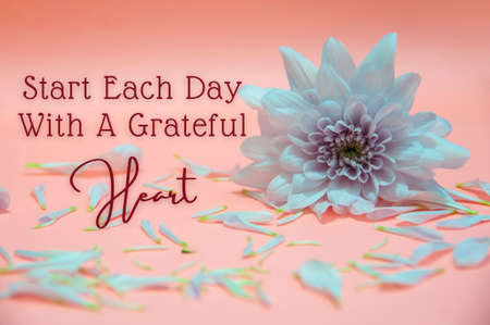 Motivational and Inspirational quote text with white flower petals on light pink color background.の写真素材