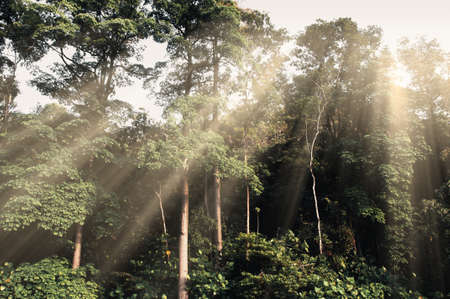 Image of trees taken during bright light shining down. Forest and nature conceptの写真素材
