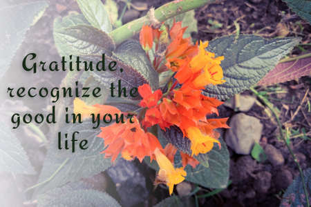 Inspirational and self motivational quotes with flower and nature background. Motivational conceptの写真素材