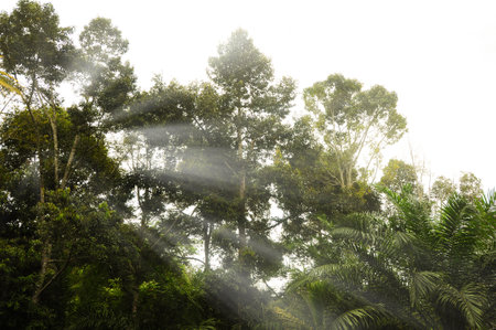 Nature beauty with bright shining light background. Nature concept.の写真素材