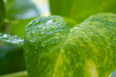 Close up of water drops on leaf after rainy day with customizable space for text or wishes.