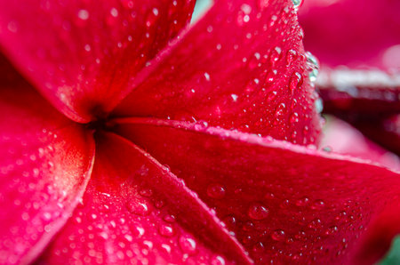 Close up of Zen flower with water droplets with customizable space for text or ideas.の写真素材
