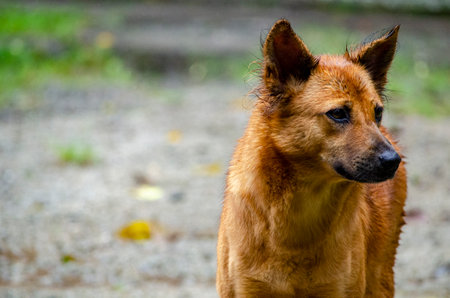 An Alert and Thoughtful Dog Standing Outdoors in the Rain