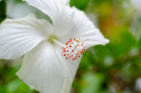 White hibiscus flower with blur nature background.の写真素材