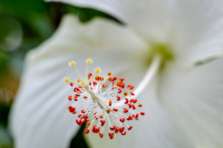 Close up view of white hibiscus flower with customizable space for text or message.の写真素材