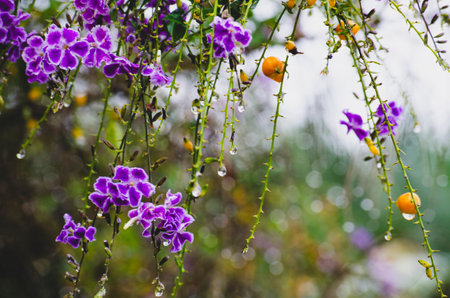 Beautiful purple plant view with blurred nature backgroundの写真素材