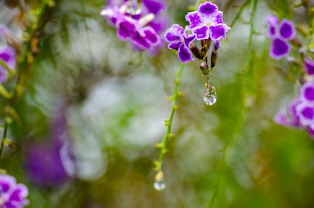 Beautiful plant view with blurred nature backgroundの写真素材