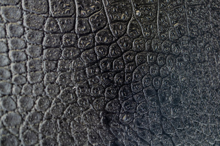 Rare wet black crocodile skin background with customizable space for text or for mockup.の写真素材