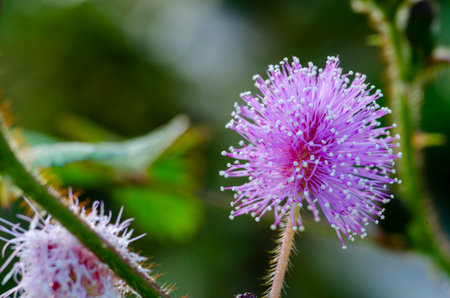 Close up of Mimosa pudica flower with customizable space for text or ideasの写真素材