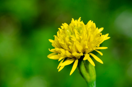Dandelion flower in isolation with customizable space for text. Flora and Nature beauty conceptの写真素材