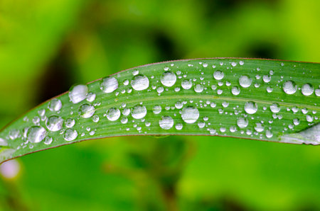 Leaf with water droplets with customizable space for text. Flora and Nature beauty concept