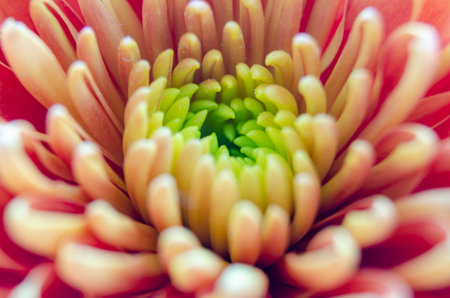 Bright pink macro flower with vivid curved petals in full bloom