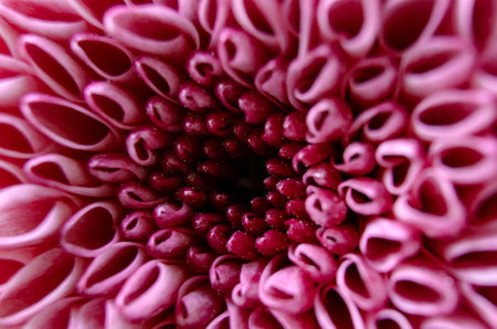 Macro image of bright pink chrysanthemum with captivating layered petal effect. High quality photo