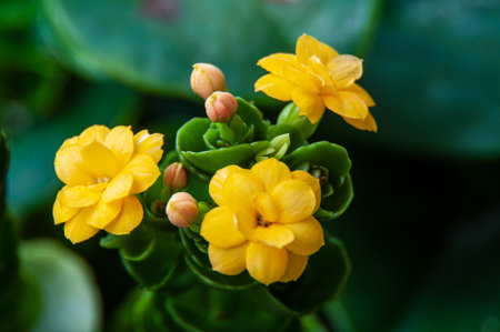 Close up of bright yellow flower cluster with blurred background. Nature beauty conceptの写真素材