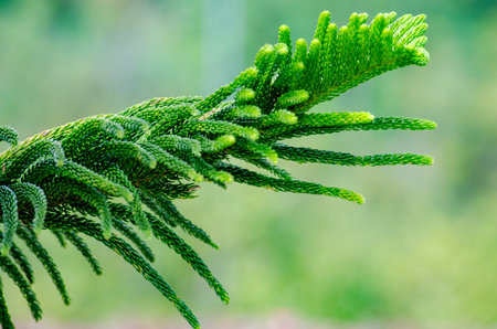 Close up of Pine tree with customizable space for text.