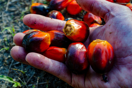 Close up of a hand holding ripe red oil palm fruitlets after harvest in tropical plantation light. Plantation conceptの写真素材
