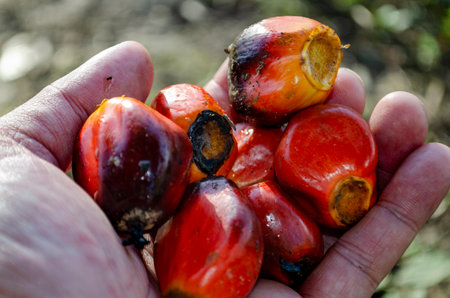 Farmer hand holding fresh oil palm fruits after harvest in tropical plantation. Plantation conceptの写真素材