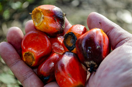 Farmer hand holding fresh oil palm fruits after harvest in tropical plantation. Plantation concept.