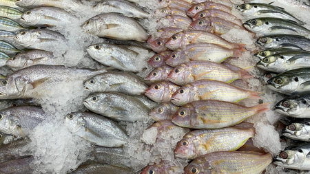 Dense grouping of assorted fish highlighting biodiversity abundance and unprocessed marine food resources. Seafood conceptの写真素材