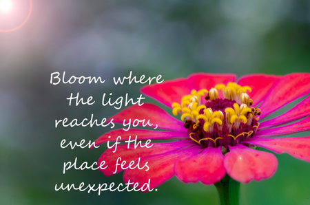 Blooming flower image with inspirational words symbolizing transformation, happiness, growth, and appreciation of nature.